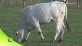 La razza chianina thumbnail