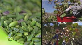 Il pistacchio di Bronte thumbnail