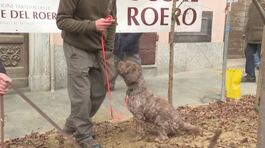 Al raduno dei cani da tartufo thumbnail