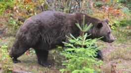 Era pericoloso, abbattuto l'orso M90 thumbnail