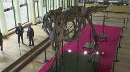 Poveri dinosauri, anche maschilisti thumbnail