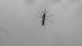 "Sorveglianza contro la dengue" thumbnail