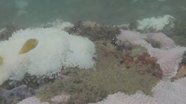 Oceani roventi, coralli a rischio thumbnail