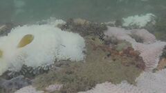 Oceani roventi, coralli a rischio