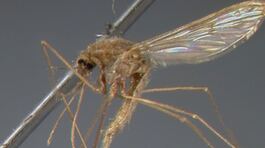 E' tornata la zanzara della malaria thumbnail