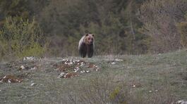 Ultimo appello per l'orso marsicano thumbnail