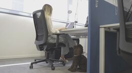 È la giornata del cane in ufficio thumbnail