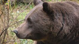 Trentino, è guerra agli orsi thumbnail
