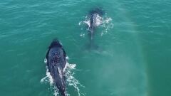 "Liberate l'attivista pro balene"