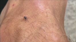 Febbre West Nile, cresce l'allerta thumbnail