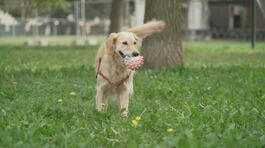 È la giornata del cane thumbnail