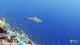 Oceani bollenti, gli squali fuggono thumbnail