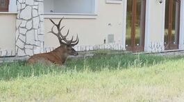 Cervi in Abruzzo, caccia sospesa thumbnail