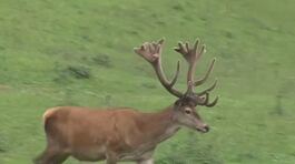I cervi d'Abruzzo sono salvi thumbnail
