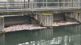 Gratta e vinci nel canale, è giallo thumbnail