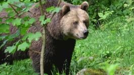 Trento, ucciso l'orso M91 thumbnail