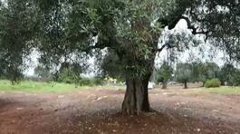 La xylella torna a far paura thumbnail