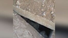 Fossa comune, gli orrori di Assad thumbnail