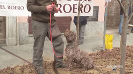 Il raduno dei cani da tartufo thumbnail