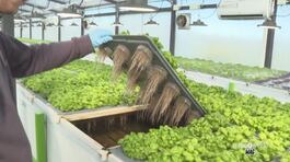 Un tipo di agricoltura innovativa e sostenibile thumbnail