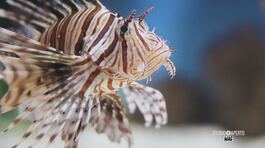 Il pesce scorpione thumbnail