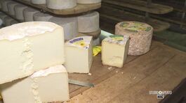 Il formaggio Castelmagno thumbnail