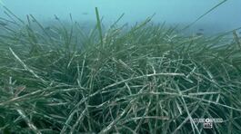 L'importanza della posidonia thumbnail
