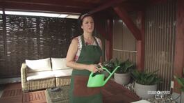 Il mestiere dei plants sitter thumbnail