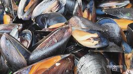 Le cozze selvagge di Marina di Ravenna thumbnail