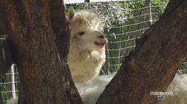 La Pet Therapy con gli alpaca thumbnail