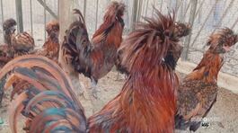 La gallina gran ciuffo thumbnail