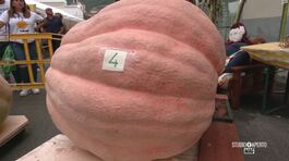 La gara delle zucche thumbnail