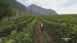 Vendemmia anticipata in Trentino thumbnail