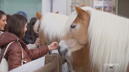 Fieracavalli di Verona thumbnail