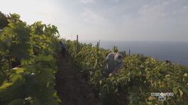 Un'associazione per il vino delle Cinque Terre thumbnail