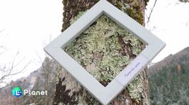 Il piccolo grande mondo dei licheni thumbnail