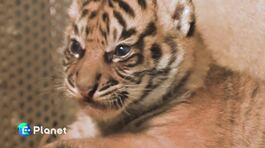 Due cuccioli di tigre di Sumatra thumbnail