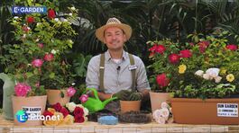 E-Garden: La rosa thumbnail