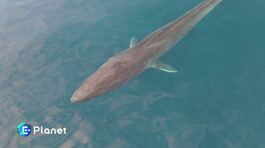 Il santuario dei cetacei thumbnail
