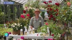 E-Garden: i benefici dell'ortica