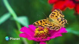 Monitorare la biodiversità con 3Bee thumbnail