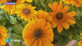 E-Garden: la Rudbeckia thumbnail