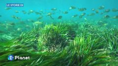 Le Storie di - Le foreste sott'acqua