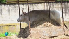 Il santuario degli animali