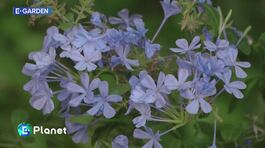 E-Garden: la plumbago thumbnail