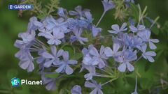 E-Garden: la plumbago