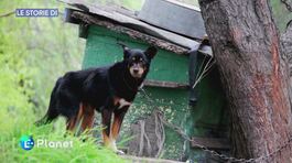 Le storie di LifeGate: l'abbandono di animali domestici thumbnail