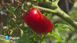 Pomodoro d'ottobre thumbnail