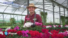 E-Garden: il ciclamino thumbnail