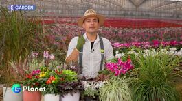 E-garden: come mescolare foglie, fiori e bacche per balconi spettacolari sino a Natale thumbnail
